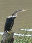 Indian-Darter.JPG (95 KB)